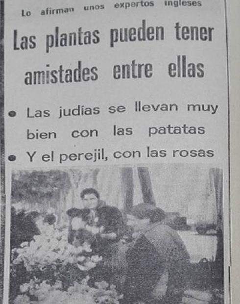 El perejil prefiere la compañía de las rosas