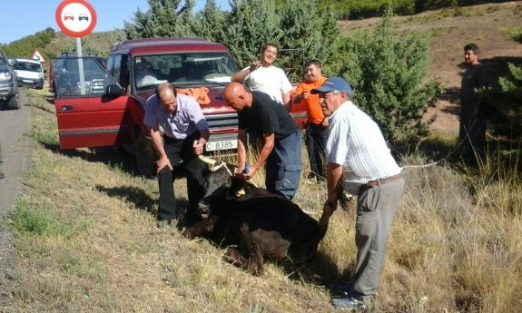 Atrapada la vaca que se escapó en Valverde