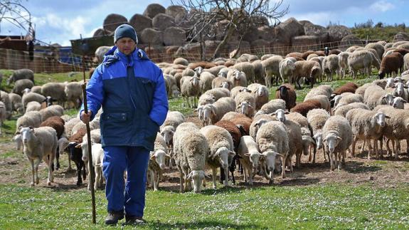 La IX Feria Ganadera de las 7 Villas reunirá 2.200 cabezas de ganado selecto