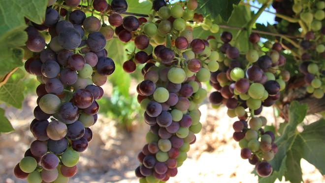 Excelentes expectativas del viñedo riojano ante la próxima vendimia