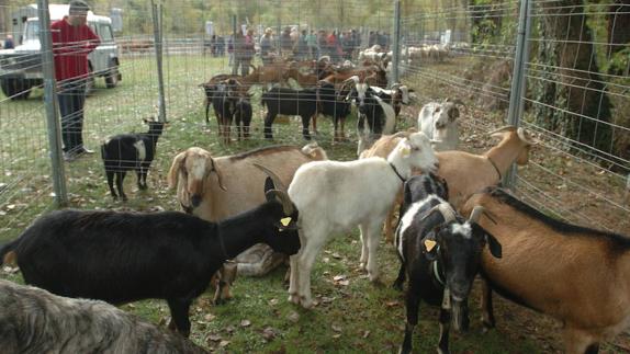 Apoyo institucional al programa de Desarrollo Rural que active proyectos innovadores