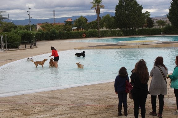 El último chapuzón es para los perros