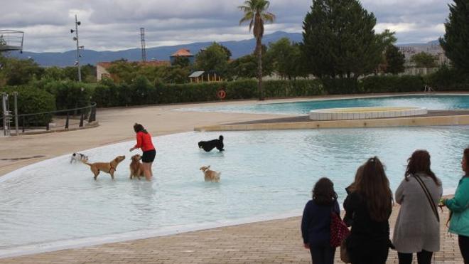 El último chapuzón es para los perros