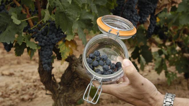 La climatología favorece una «mejor evolución de la maduración de la uva en su fase final»