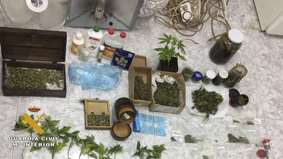 Detenido con 29 plantas de marihuana en su casa de Matute