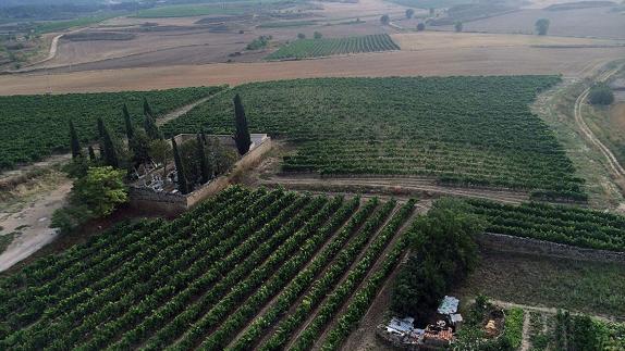 «No vayan a ponerle tendido eléctrico a esas bellezas de viñedos»