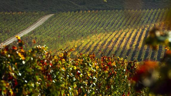 Razones para que los británicos visiten La Rioja