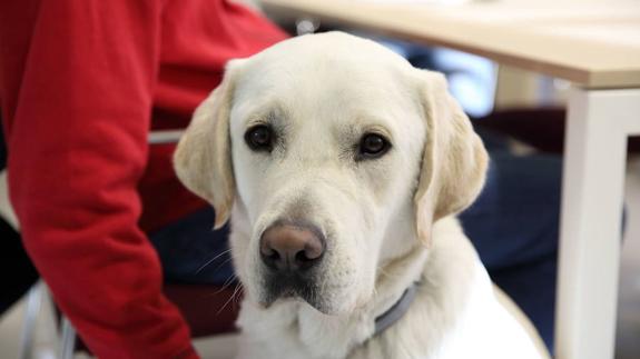 Se aprueba el Proyecto de Ley de Perros de Asistencia para personas con discapacidad