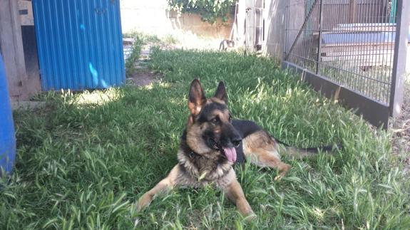 Matan de un disparo a un perro en una finca de La Unión