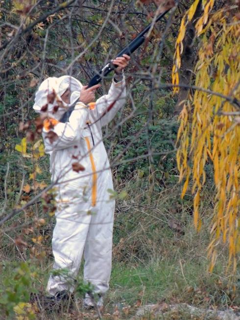 La avispa asiática avanza imparable por el río Ebro en su colonización de La Rioja