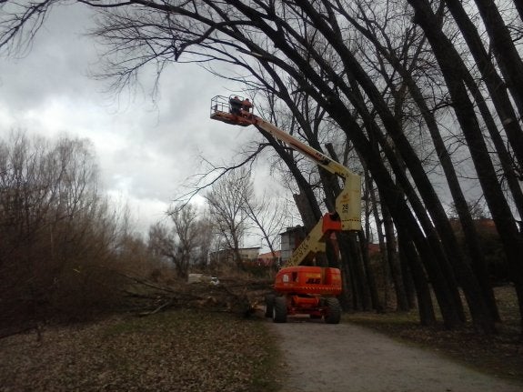 El Ayuntamiento tala árboles en el parque del Iregua por motivos de seguridad
