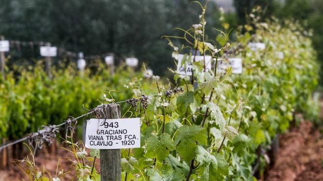 La visita del Rey al ICVV «da visibilidad la investigación en el sector del vino»