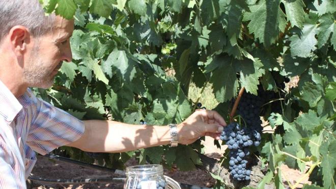 El Consejo Regulador de la D.O. Ca. Rioja, acreditado como el Organismo de inspección de los vinos de Rioja