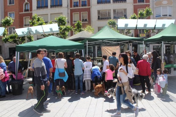 Éxito del salón de la adopción de mascotas