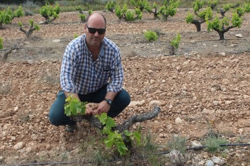 Agricultores de Rioja Baja sufren daños por jabalíes y corzos